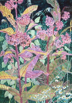 Milkweed
