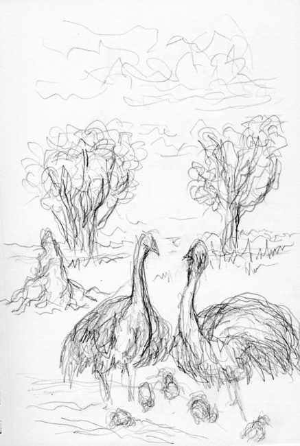 Ostrich Family