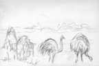 Ostriches and Termite Mounds
