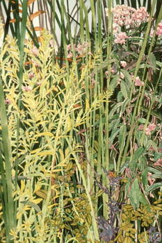 Plants in Reeds