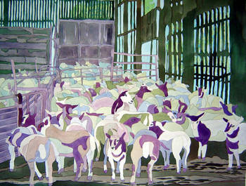 Sheep Shearing