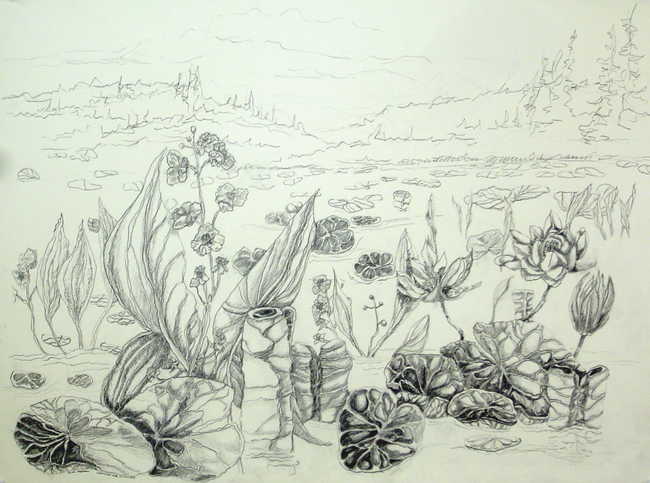 Waterlilies and Arrowroot