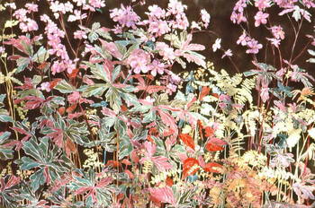 Wild Geranium in Undergrowth