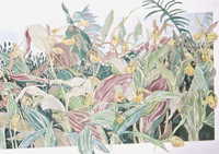 Yellow Ladyslipper Garden