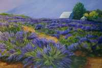 Sunrise at the Lavender Farm