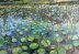 Wingra Water Lilies Two