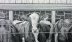 4 Cows