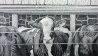 4 Cows