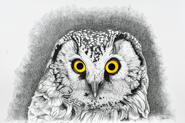 Boreal Owl