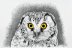 Boreal Owl