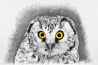 Boreal Owl