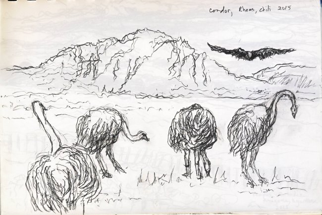 Rheas With Condor, Patagonia