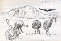 Rheas With Condor, Patagonia