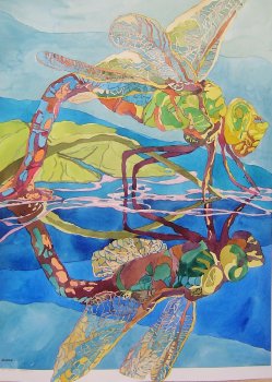 Dragonfly x 2