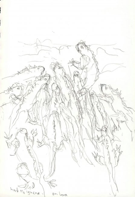 Herd of Iguana, Galapagos