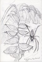 North Argentian Rain Forest