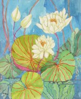 One Waterlily