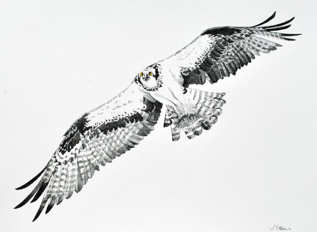 Osprey