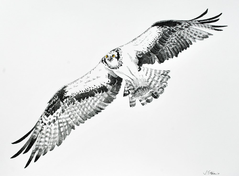Osprey