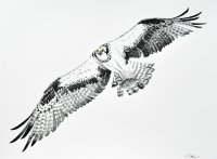 Osprey