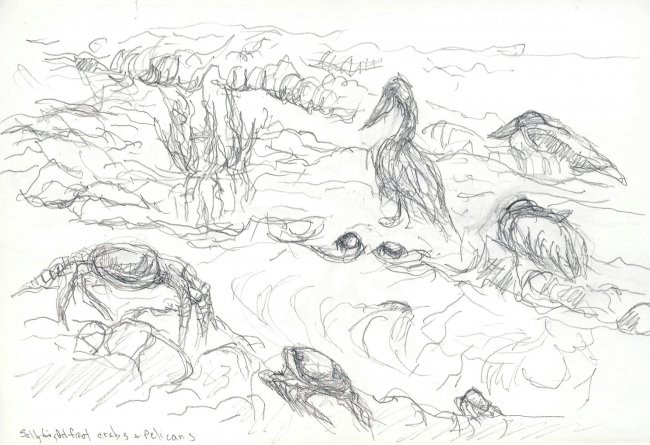 Sally Light Foot Crab, Galapagos