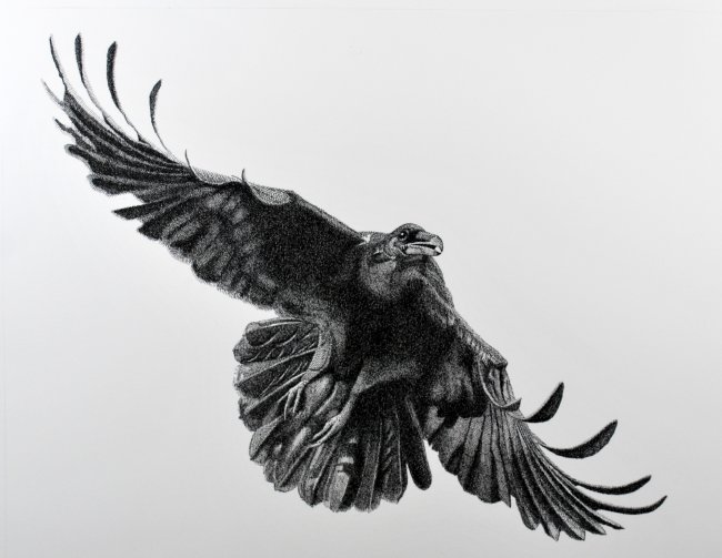 Raven