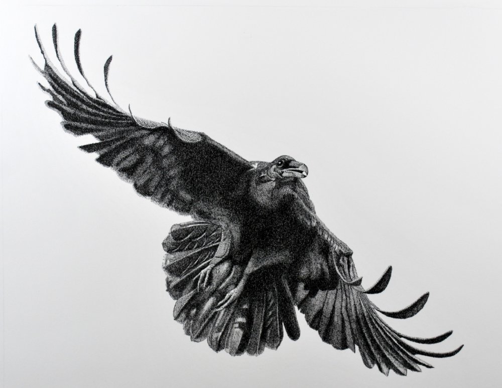 Raven