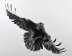 Raven