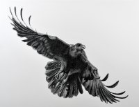 Raven