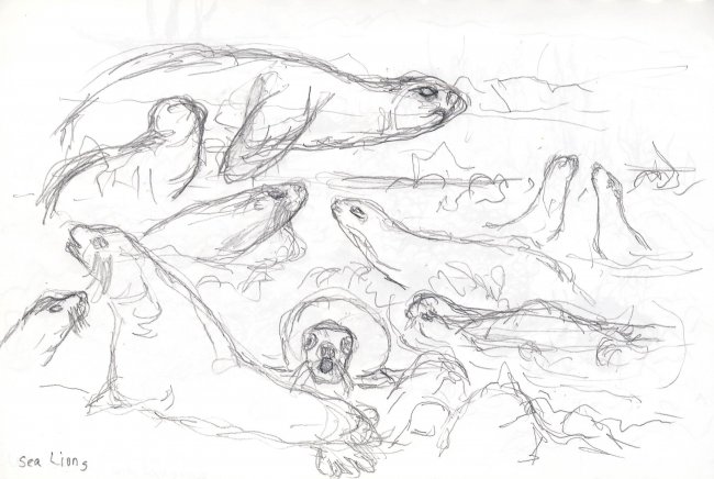 Sea Lions, Galapagos