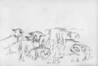 Sheep