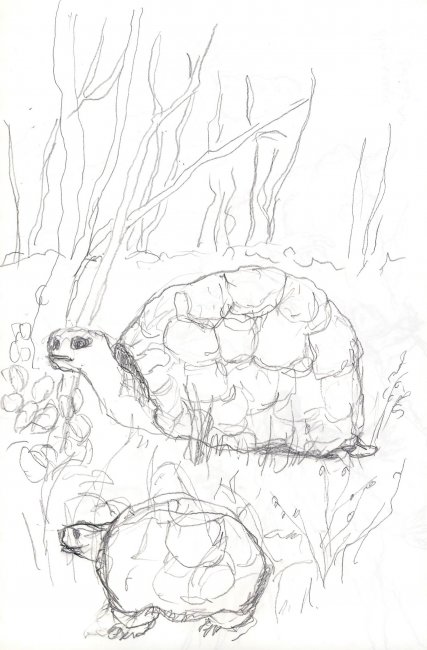 Tortoise, Galapagos