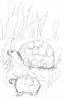 Tortoise, Galapagos