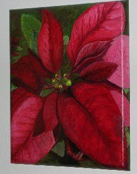 Poinsettia
