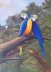 Love macaws 2
