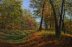 SUNLIGHT IN THE AUTUMN WOOD 16 X 26