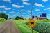 Cow in Road
