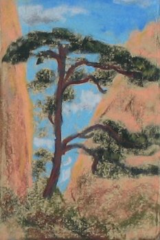 Pinus Dominance