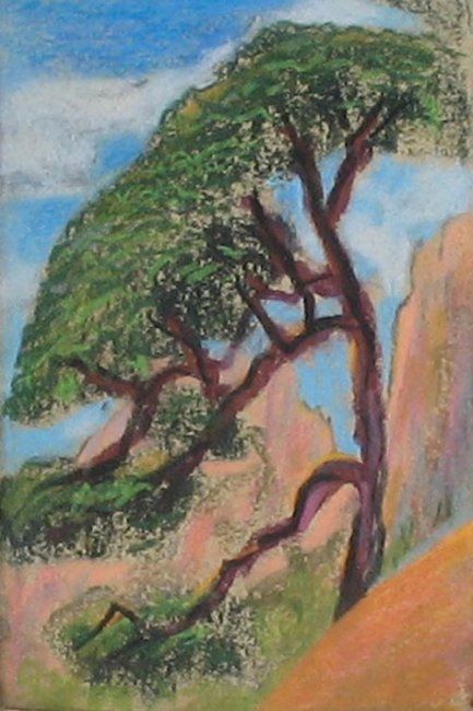 Pinus Elder