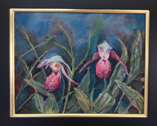 Pink lady slippers orchids, cypriedium acaule