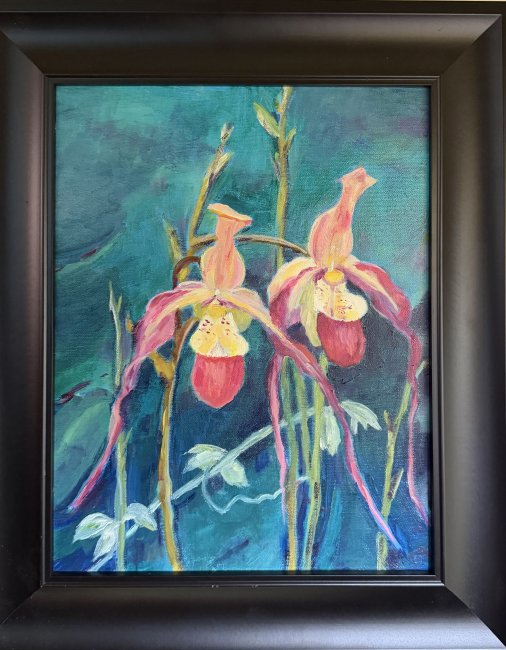 Phragmipedium Orchids 
