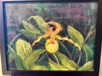 Yellow Lady slippers orchid  Cypripedium parviflorum