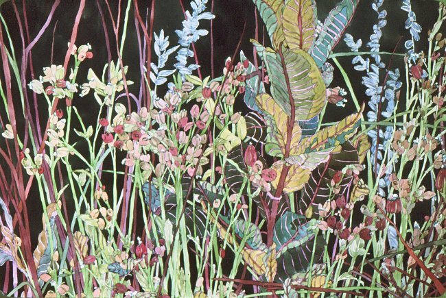 Campions and Milkweed