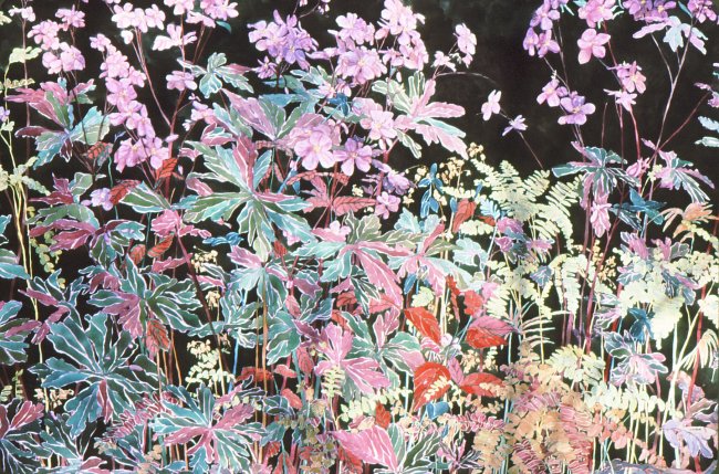 Wild Geranium in Undergrowth