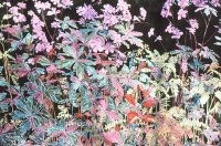 Wild Geranium in Undergrowth