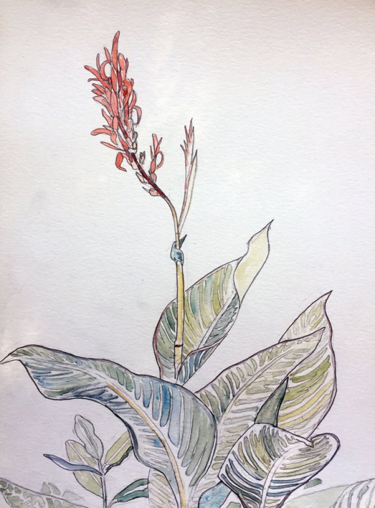 Cana Lily