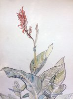 Cana Lily