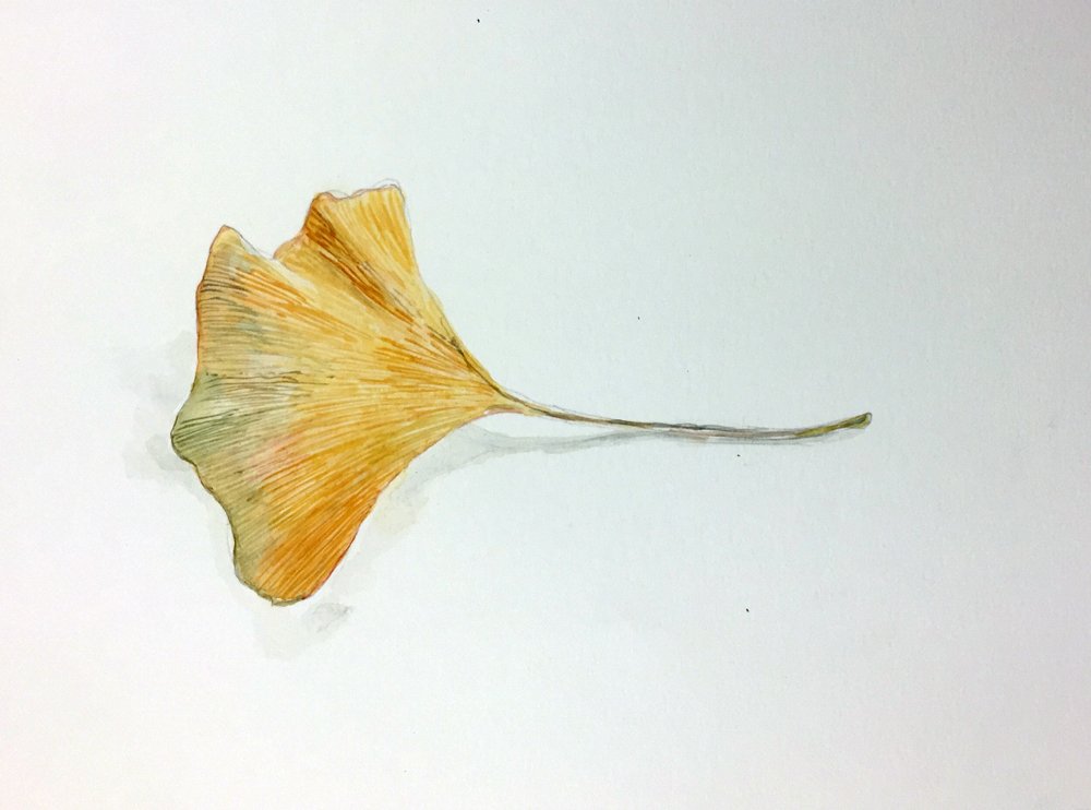 Ginko