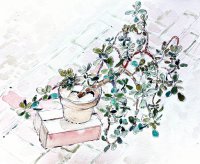 Jade Plant