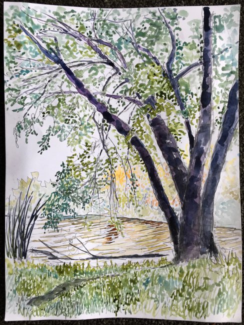 Tree at Univeristy Bay Bike Path